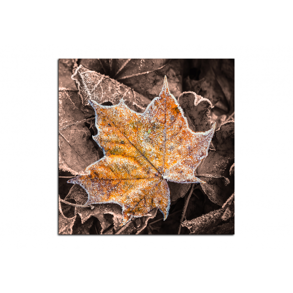 Obraz na plátně - Javorové listí - čtverec